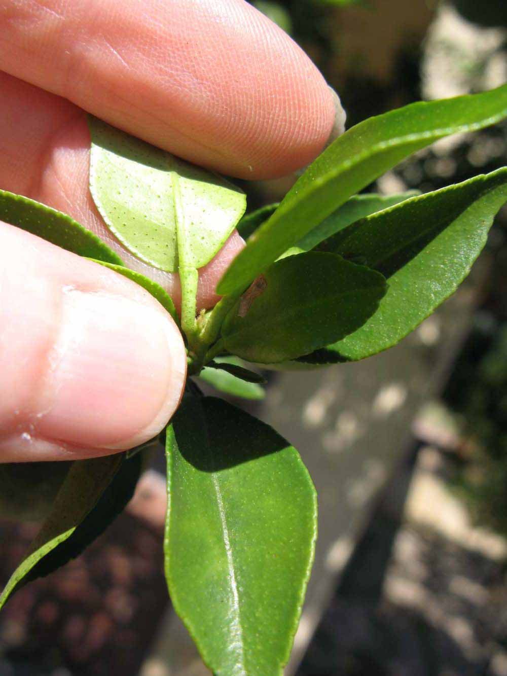              Petiole (Winter Haven, FL)       